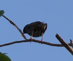 Sturnus vulgaris