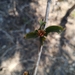 Aphelandra lineariloba Leonard 2