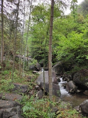 Phyllostachys edulis