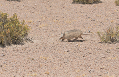 Chaetophractus vellerosus