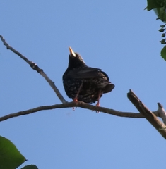Sturnus vulgaris