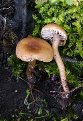 Pseudolaccaria pachyphylla