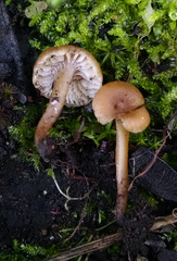 Pseudolaccaria pachyphylla
