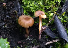 Pseudolaccaria pachyphylla