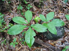 Arisaema bockii