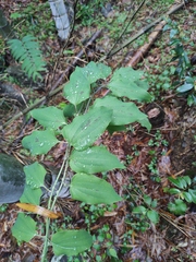 Smilax riparia
