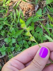 Carex tetrastachya