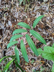 Polygonatum filipes