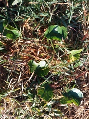 Hydrocotyle bonariensis