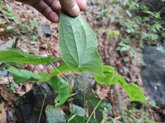 Epimedium sagittatum
