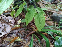 Epimedium sagittatum