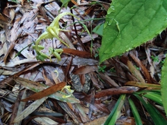 Epimedium sagittatum