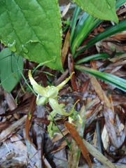 Epimedium sagittatum