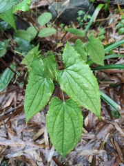 Epimedium sagittatum