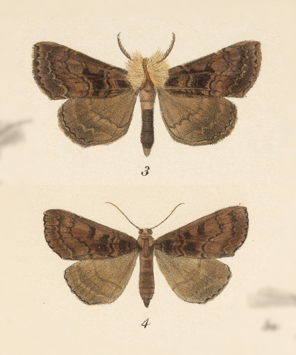 Nicetas panamensis
