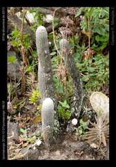 Espostoa frutescens