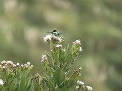 Chrysocale splendens