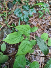 Epimedium sagittatum