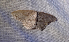 Cyclophora pendulinaria