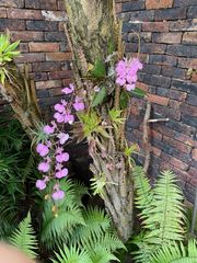 Comparettia macroplectron