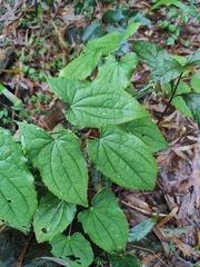 Epimedium sagittatum