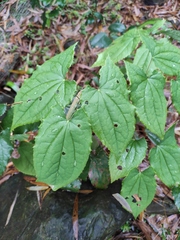 Epimedium sagittatum