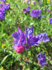 Echium plantagineum