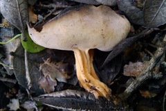 Helvella solitaria