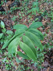 Polygonatum cyrtonema