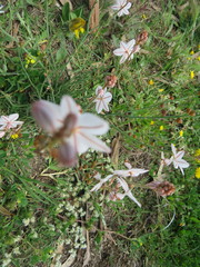 Asphodelus fistulosus