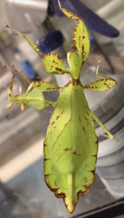 Phylliini