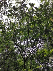 Machilus leptophylla