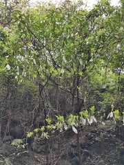 Machilus leptophylla