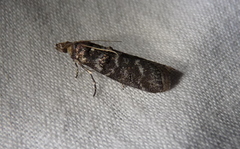 Ortholepis pasadamia