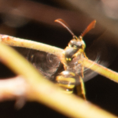 Nomada luteola