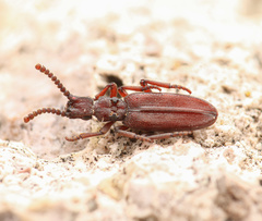 Dacoderus striaticeps