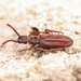 Dacoderus striaticeps - Photo (c) Mason S., some rights reserved (CC BY-NC), uploaded by Mason S.