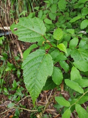 Acer davidii