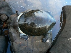 Phrynops williamsi