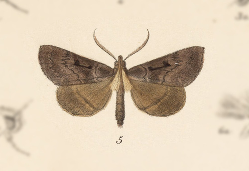 Nicetas annon · iNaturalist