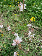 Asphodelus fistulosus