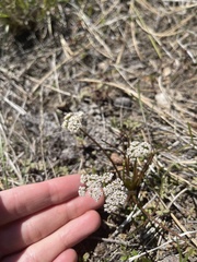 Lomatium geyeri