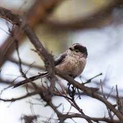 Aegithalos caudatus