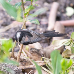 Aegithalos caudatus