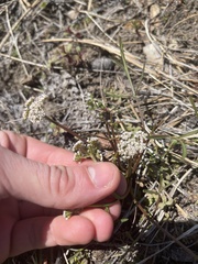 Lomatium geyeri