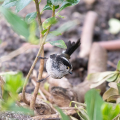 Aegithalos caudatus