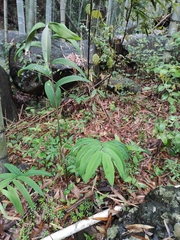 Polygonatum cyrtonema