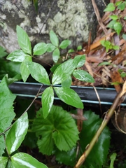 Codonopsis lanceolata