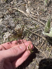 Lomatium geyeri