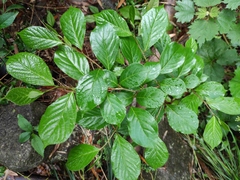 Pterostyrax corymbosus